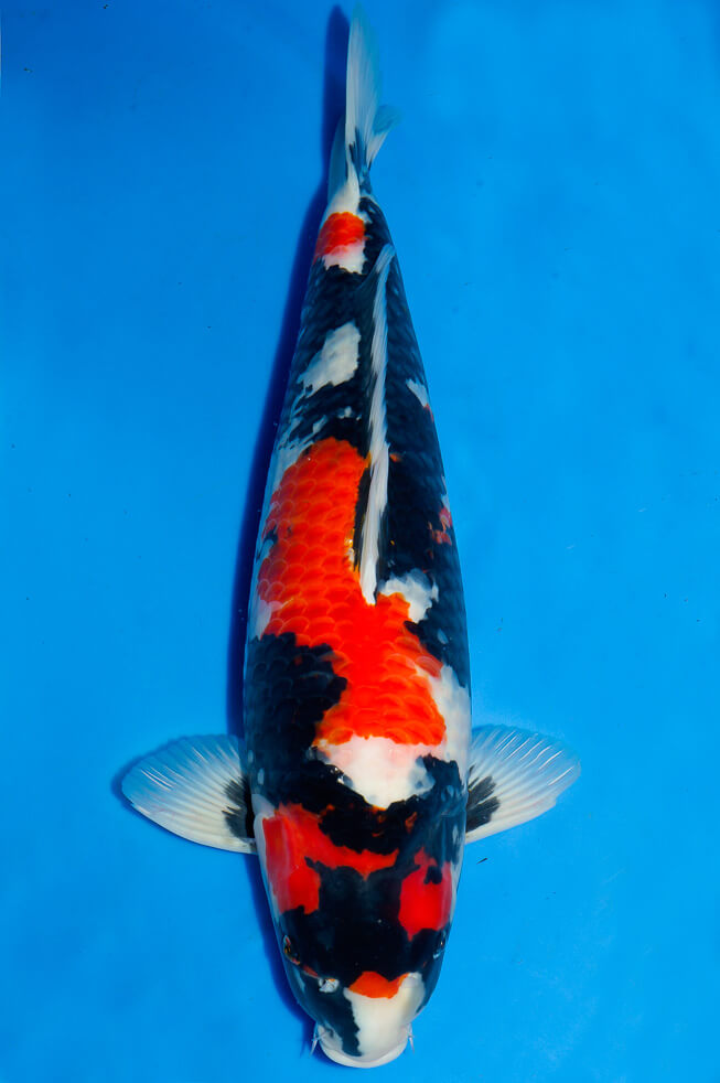 eine-familie-showa-koi