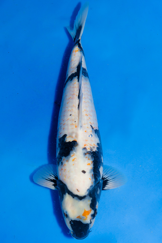 Koi-Nibanhi