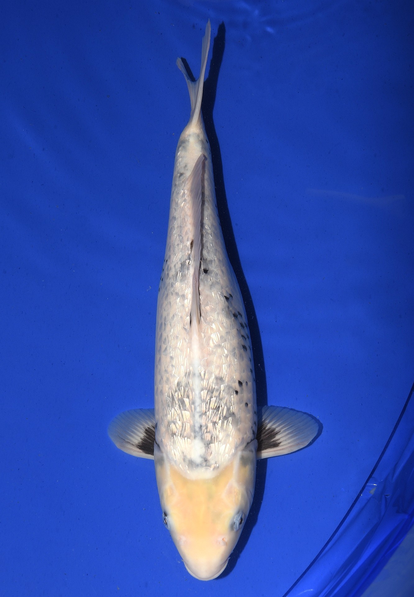 Ginrin Shiro Utsuri Ginrin Shiro Utsuri