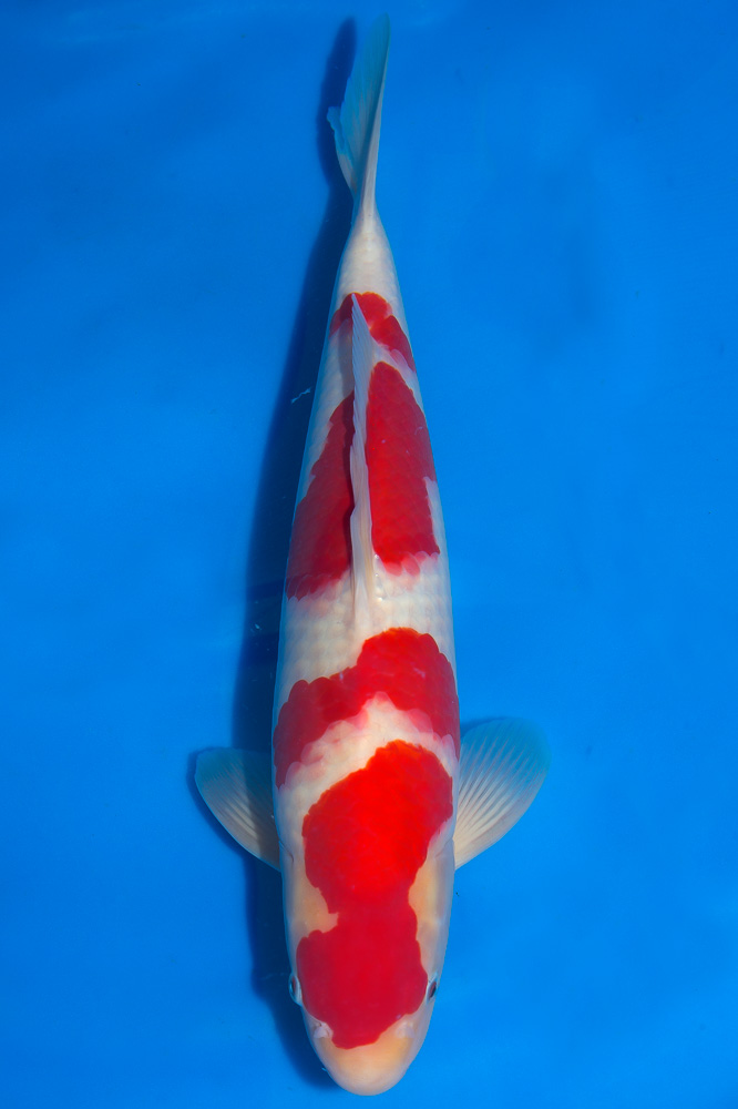 Koi-Kohaku