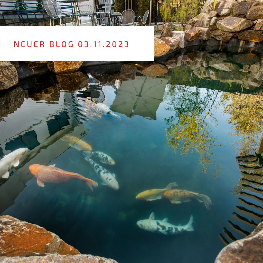 2023_11_03_Koi aus dem Teich fischen im WinterNEU 2023_11_03_Koi aus dem Teich fischen im WinterNEU