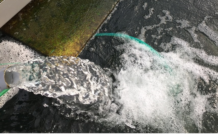 Koi-Wasserdurchfluss