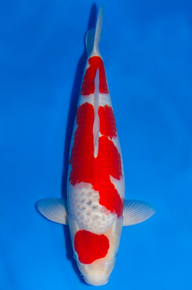 eine-familie-showa-koi