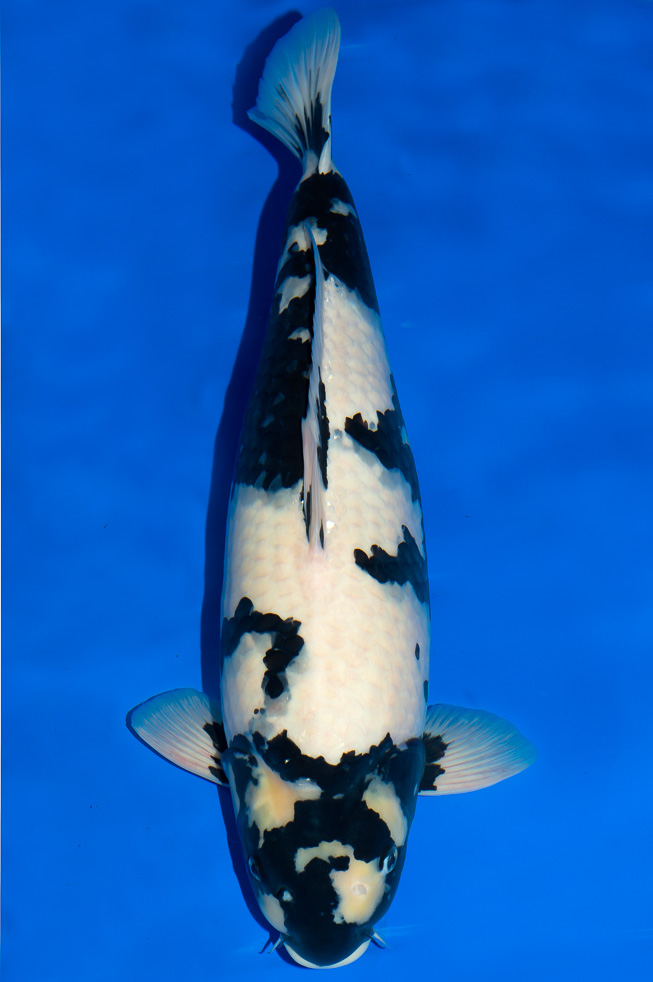 Koi-Ginrin - Shiro-Utsuri