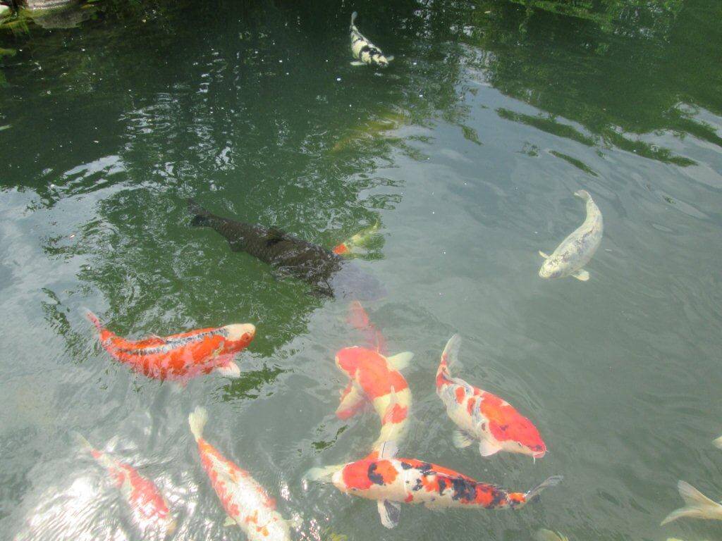 kescher-im-winter-koi