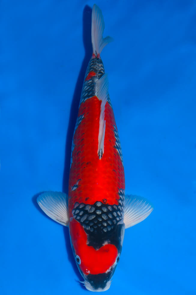 eine-familie-showa-koi