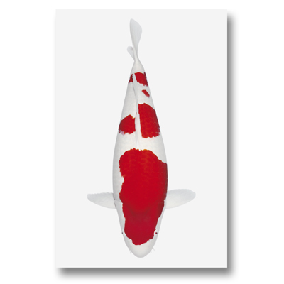 Koi-Autoaufkleber Kohaku Koi-Autoaufkleber Kohaku