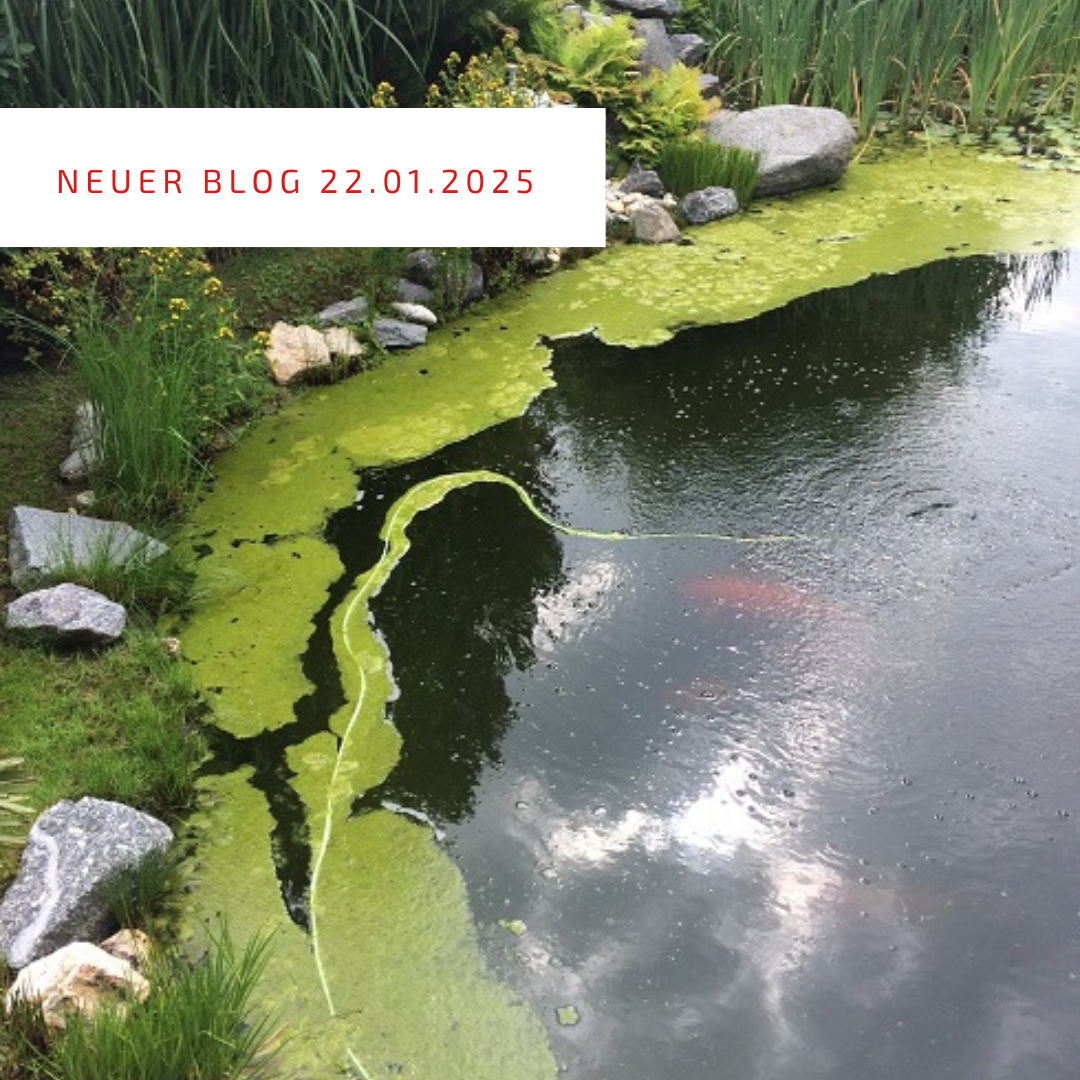 Blogpost 22.01.2025 Blogpost 22.01.2025