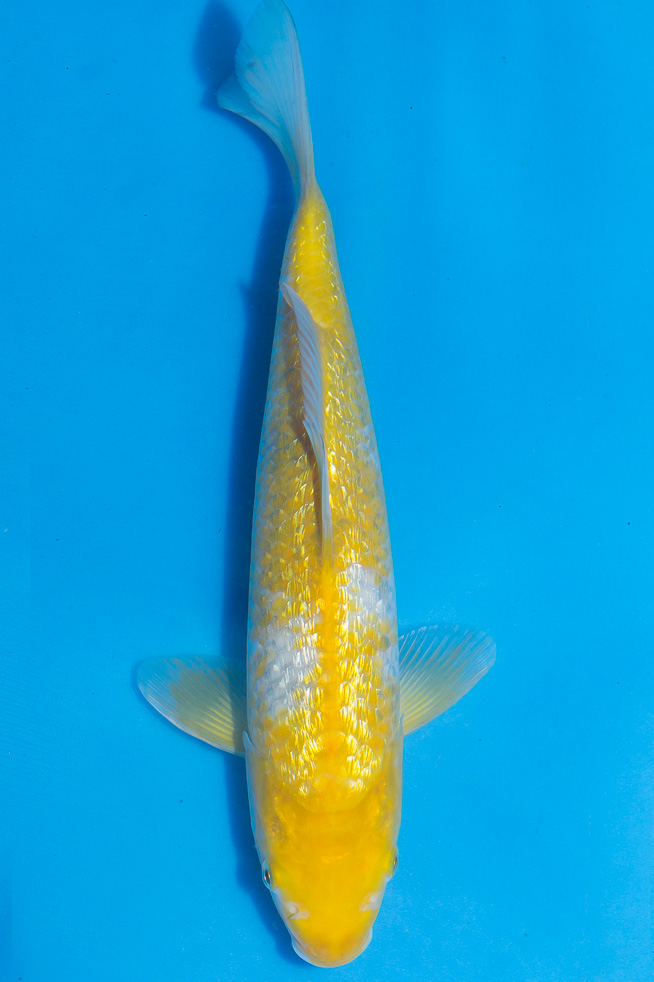 Koi-Ginrin Nanashigoi