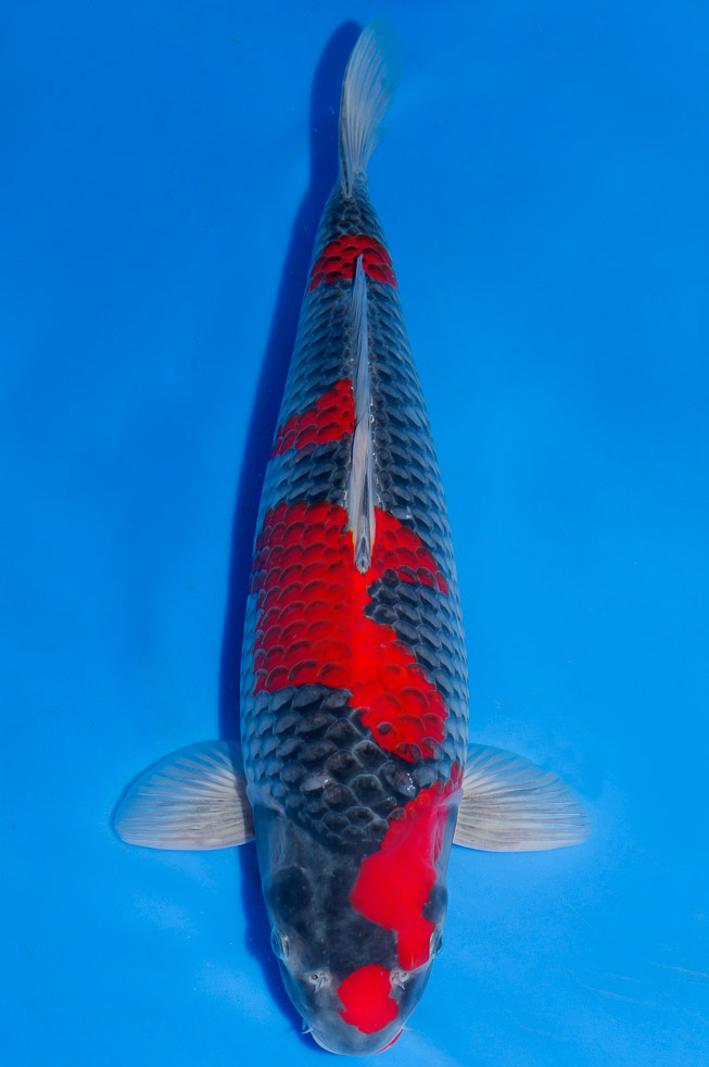 Koi