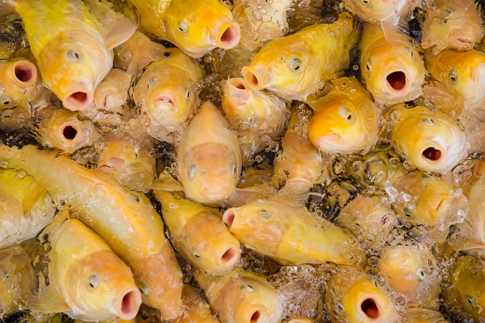 Koi-Wachstumspotential