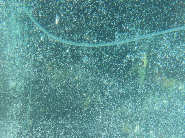 Koi-schleichender-Tod