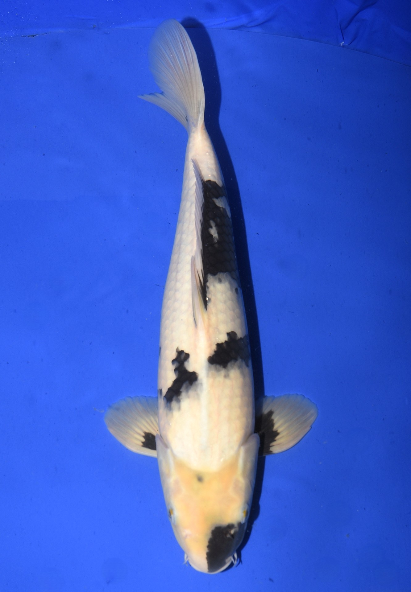 Shiro Utsuri Shiro Utsuri