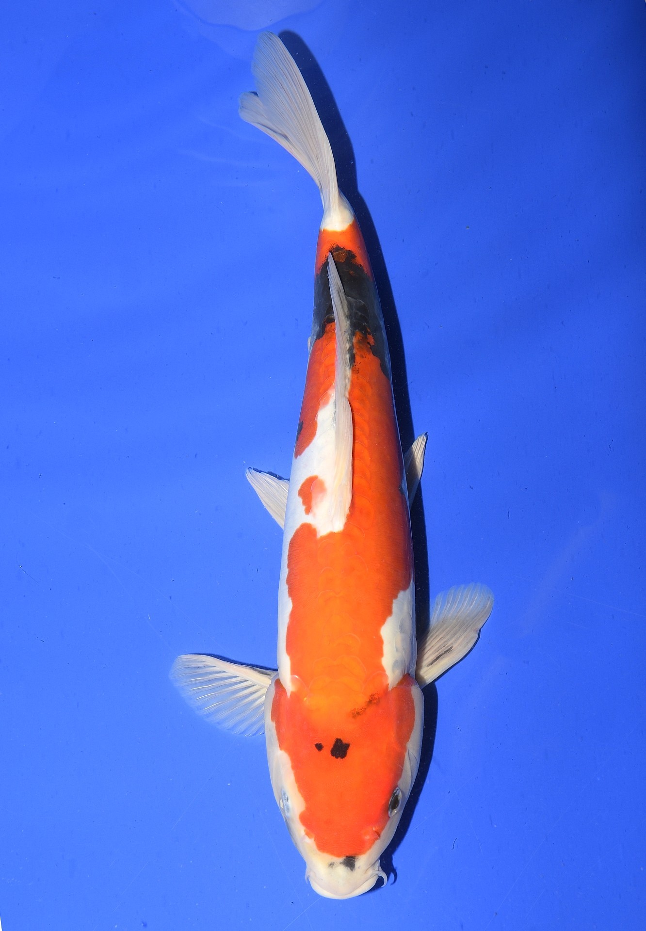 Doitsu Showa Doitsu Showa