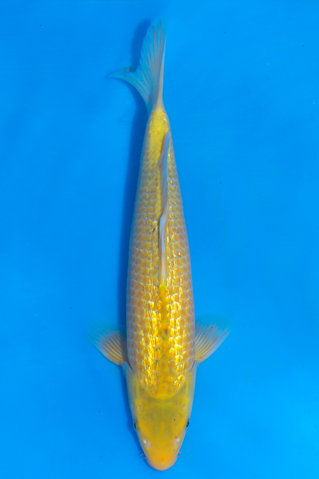 Koi-kinginrin