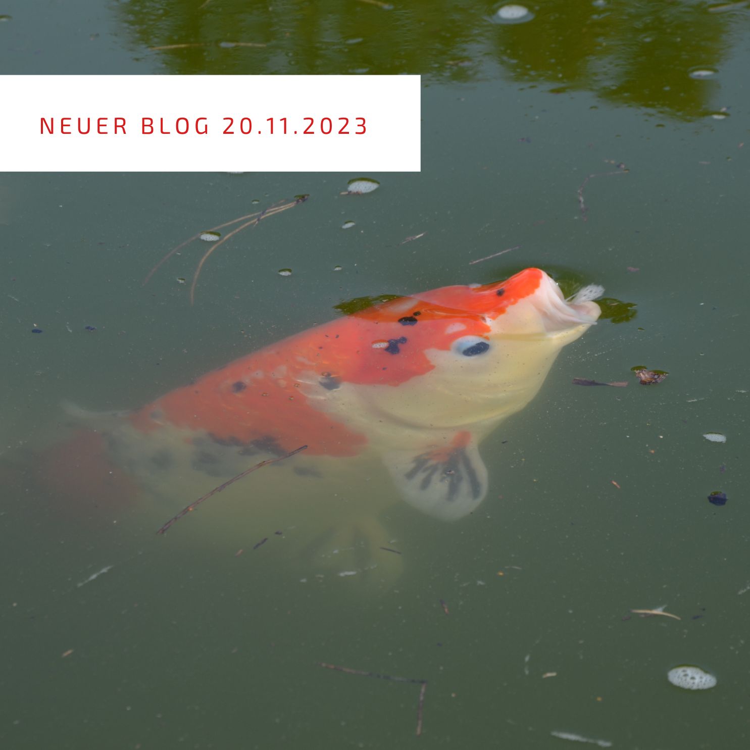 50+ Im Teich Gucken Trüb, Wenn sich schwebealgen in deinem