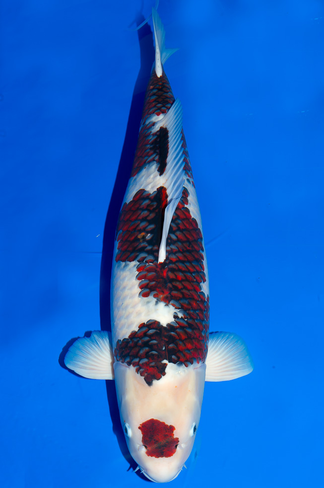 Koi-Ginrin - Koromo