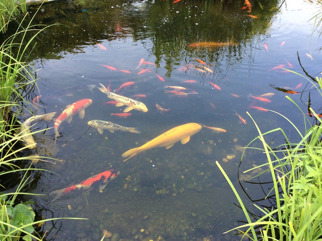 Koi-Heizen