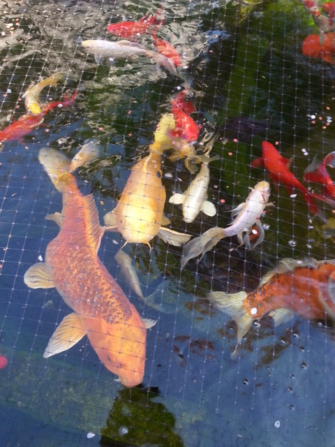 Warum werden Fische krumm?