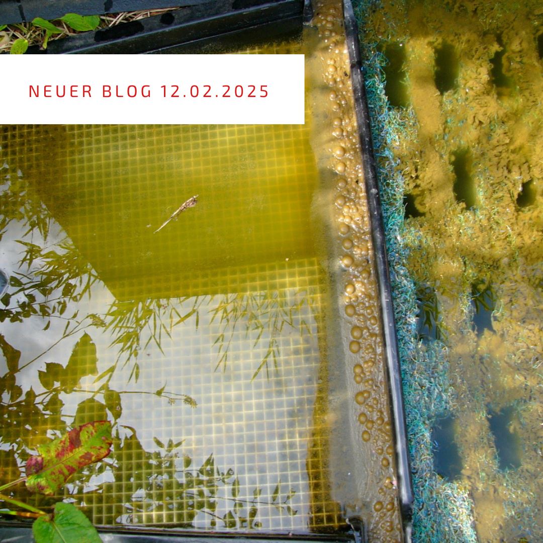 Blogpost 12.02.2025 Blogpost 12.02.2025