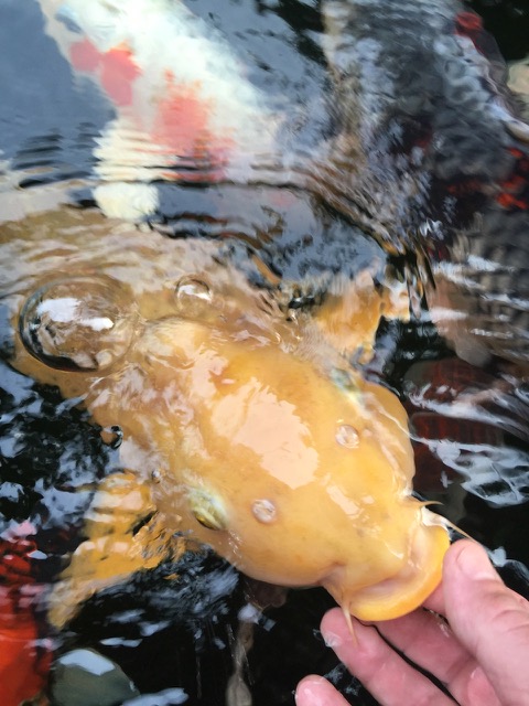 Koi-Teichabdeckung