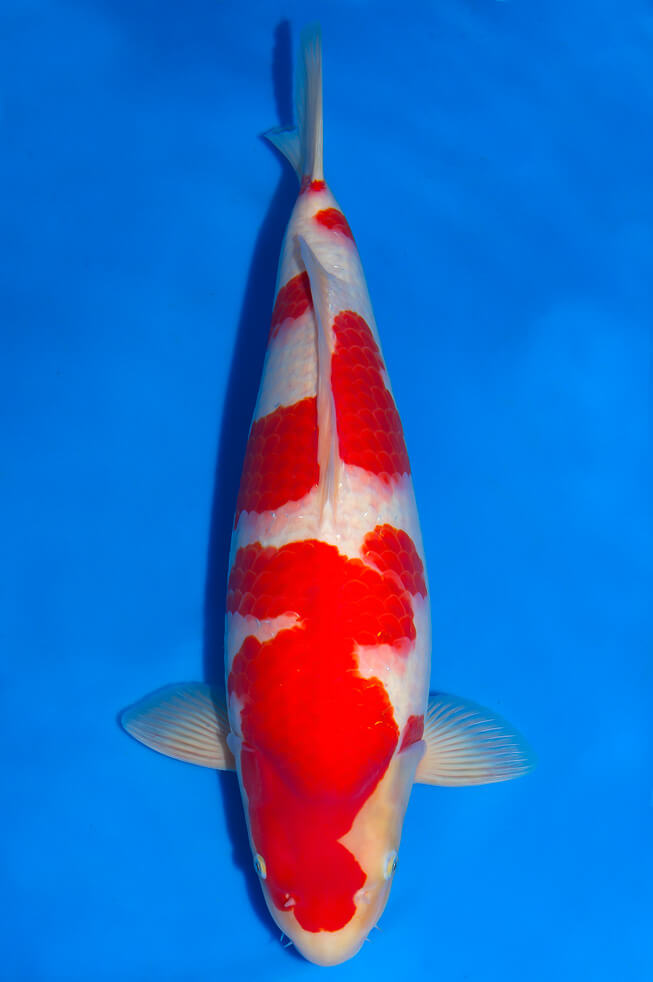 eine-familie-showa-koi