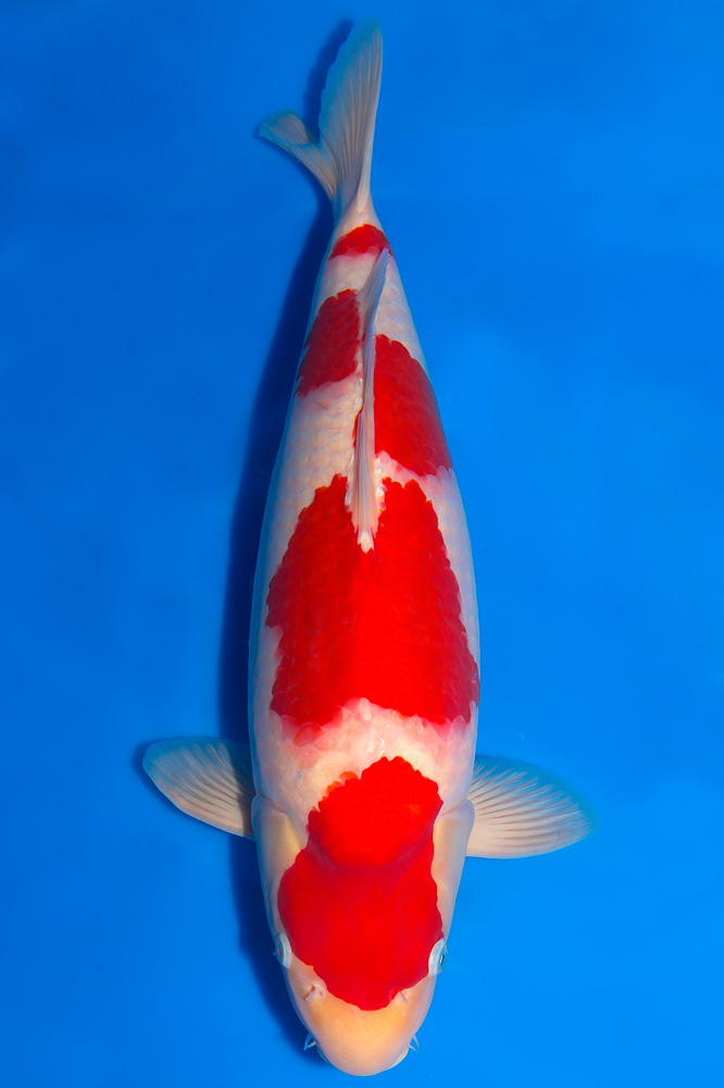 Koi-Kohaku