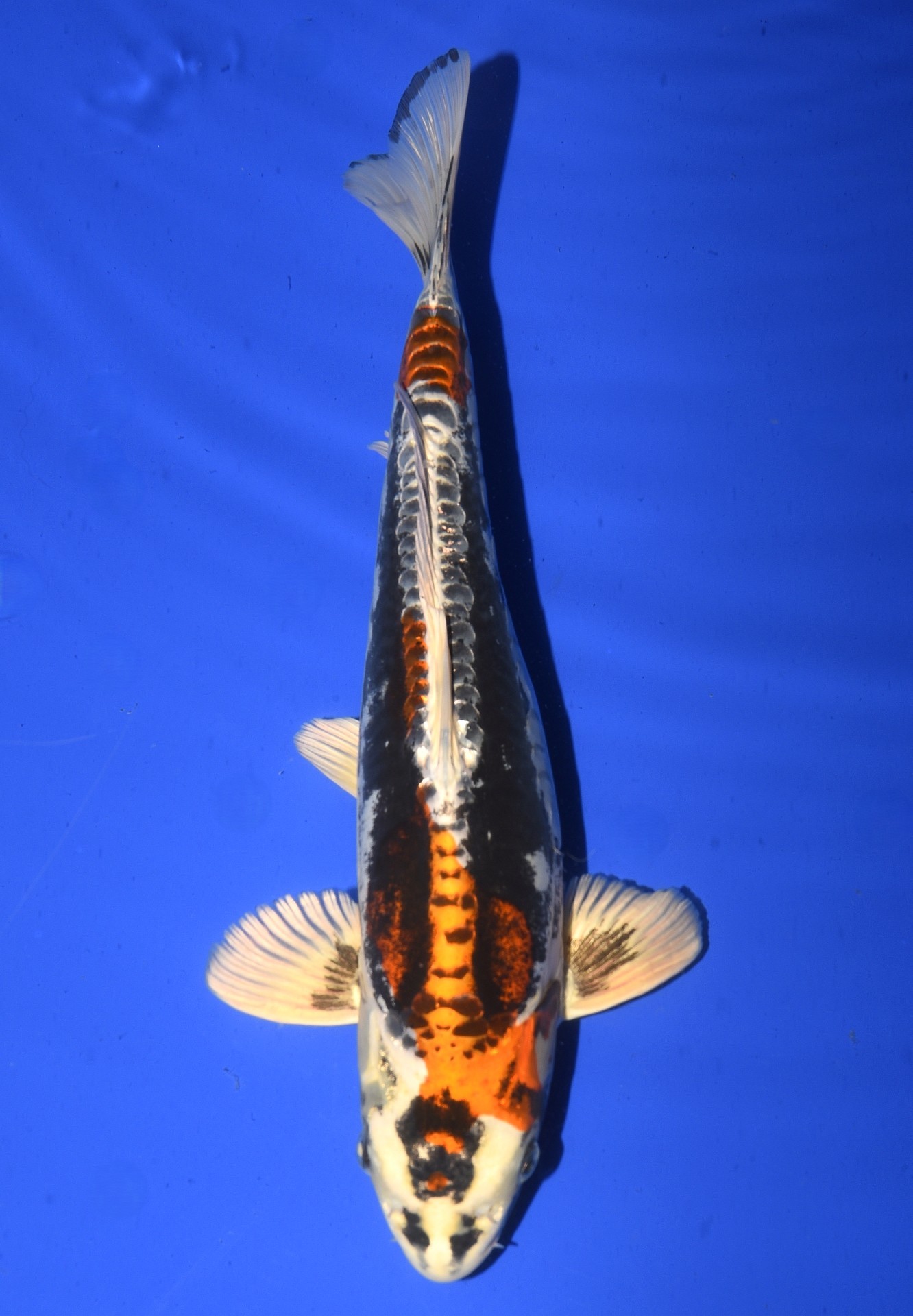 Beni Kikokuryu Beni Kikokuryu