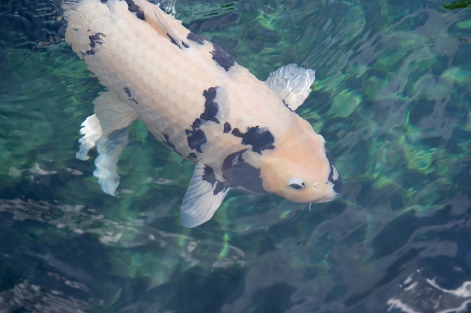 Koi-Energiemangelsyndrom-EMS