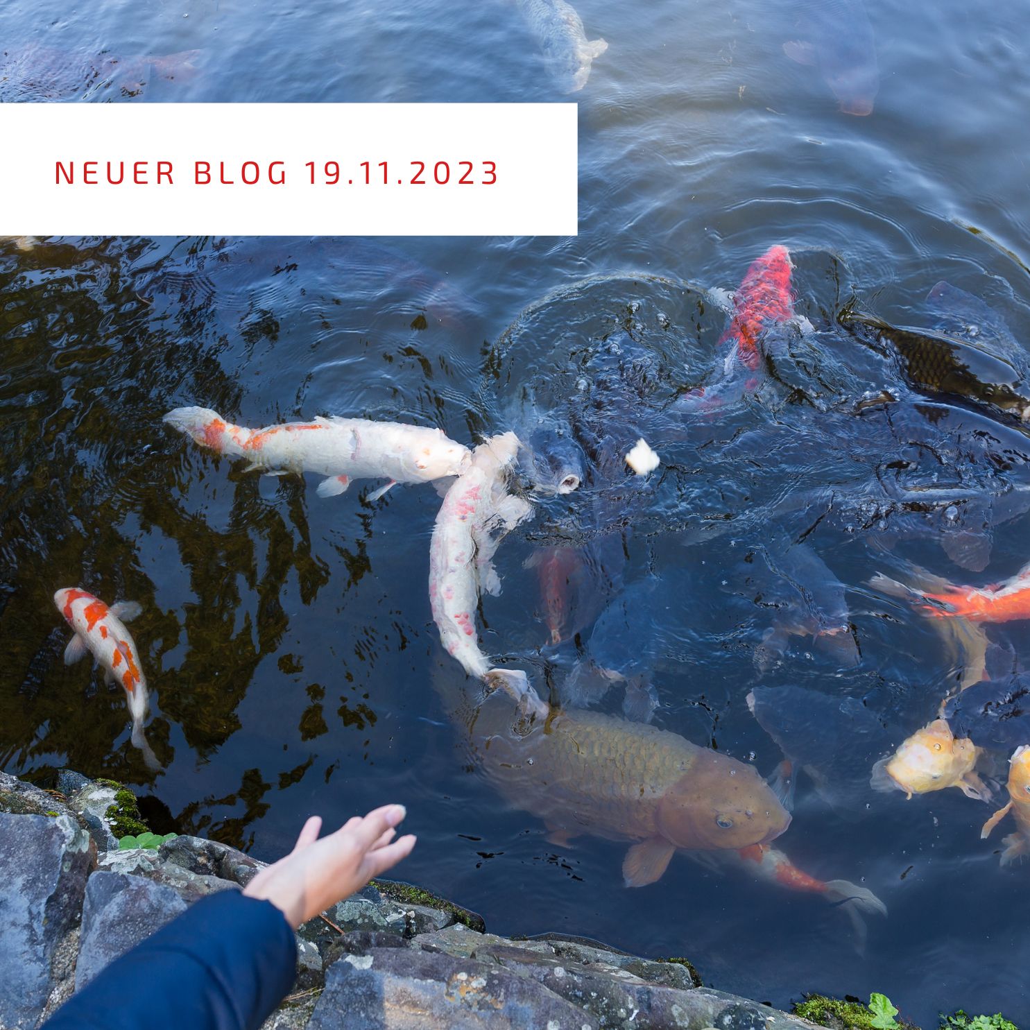 2023_11_19_Koi nicht überfüttern 2023_11_19_Koi nicht überfüttern