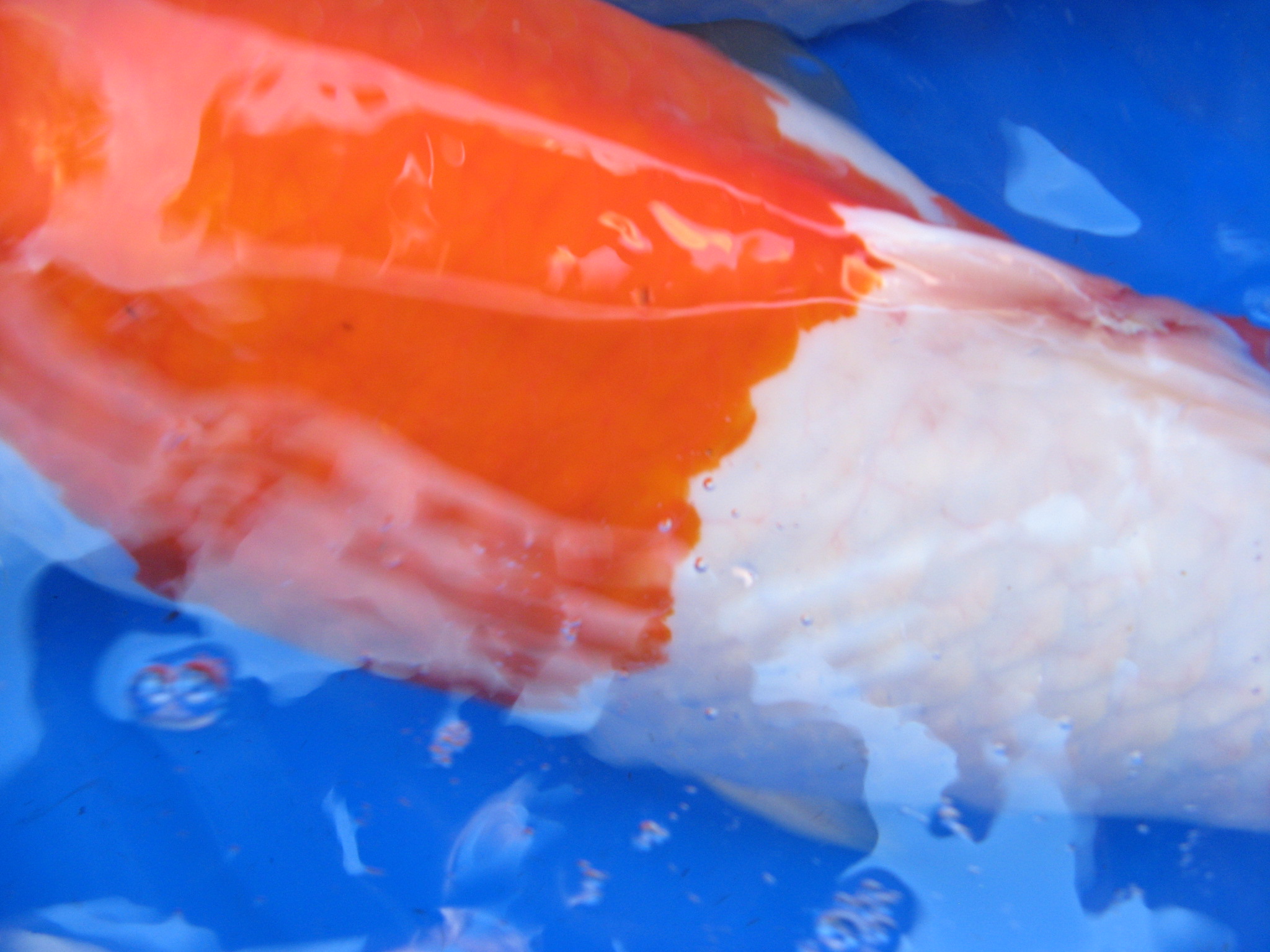 Koi-Verletzung-bei-Fütterung