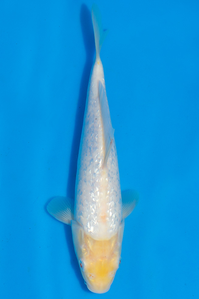 Koi-Ginrin Nanashigoi