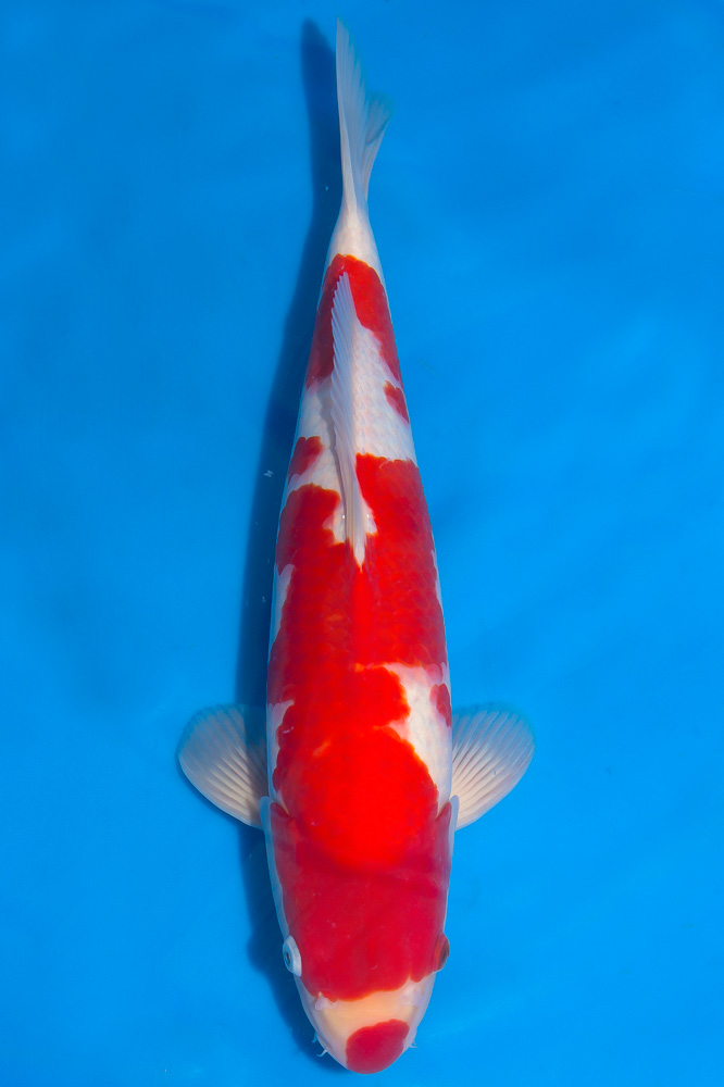 Koi-Kohaku