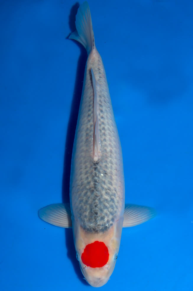 eine-familie-showa-koi