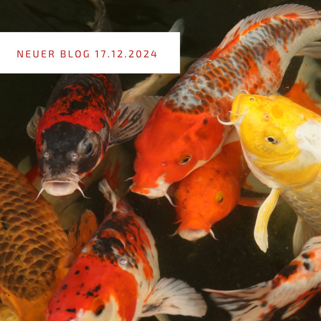 Post_17.12.2024 Post_17.12.2024