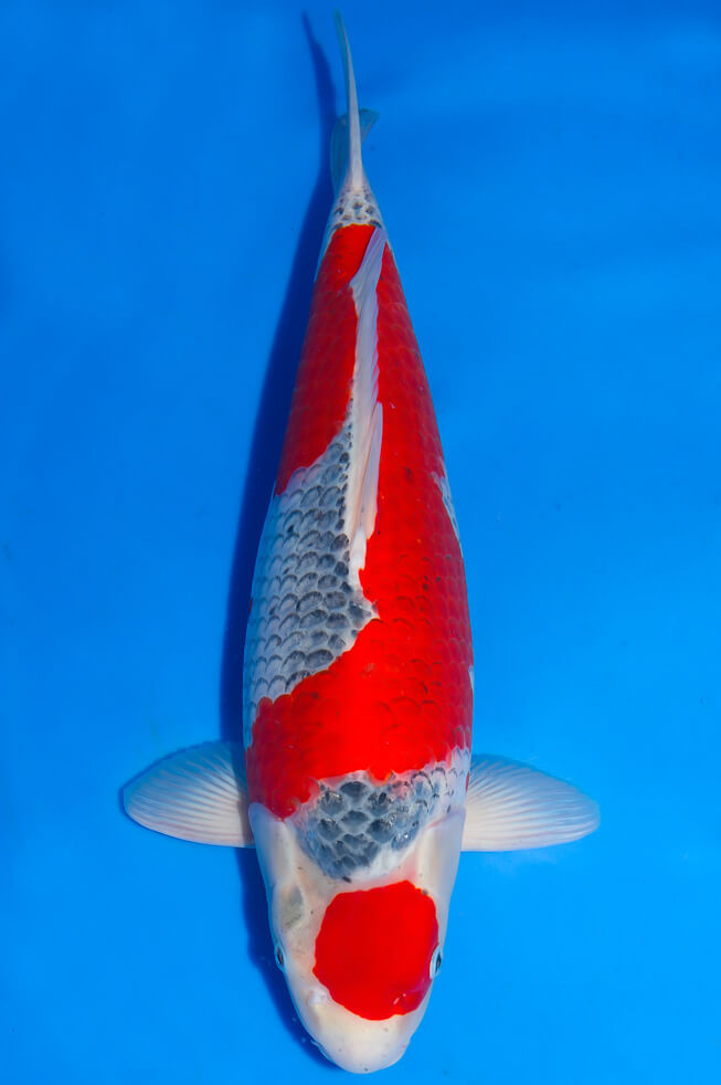 eine-familie-showa-koi