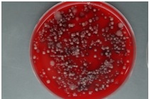 Koi-Bakterielle-Probleme